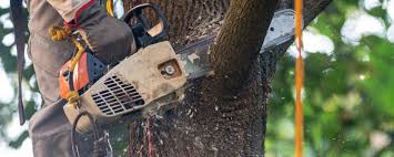Lawn Watering Services in Sweetwater, TN