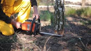 Lawn Renovation and Restoration in Sweetwater, TN