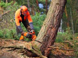Best Root Management and Removal  in Sweetwater, TN