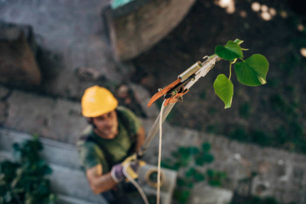 Best Commercial Tree Services  in Sweetwater, TN