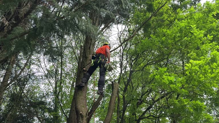 How Our Tree Care Process Works  in  Sweetwater, TN
