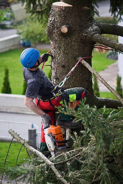 Best Utility Line Clearance  in Sweetwater, TN