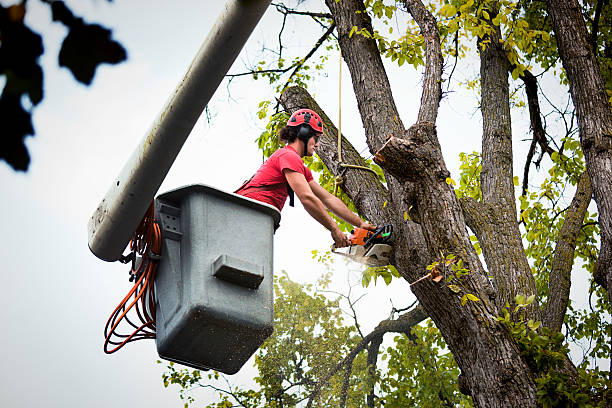 Best Hazardous Tree Removal  in Sweetwater, TN