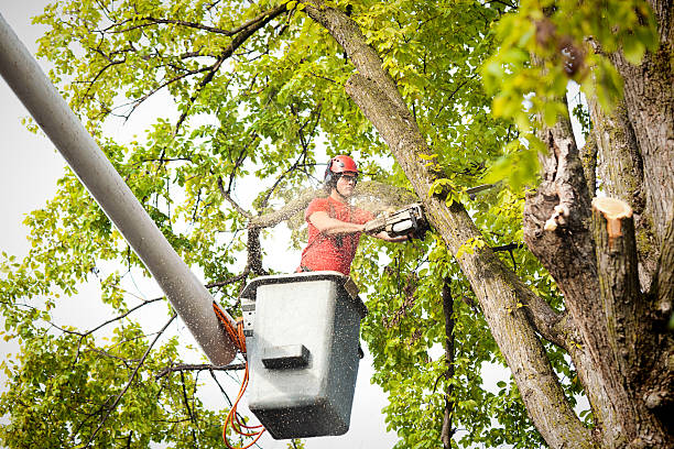 Best Tree Maintenance Programs  in Sweetwater, TN