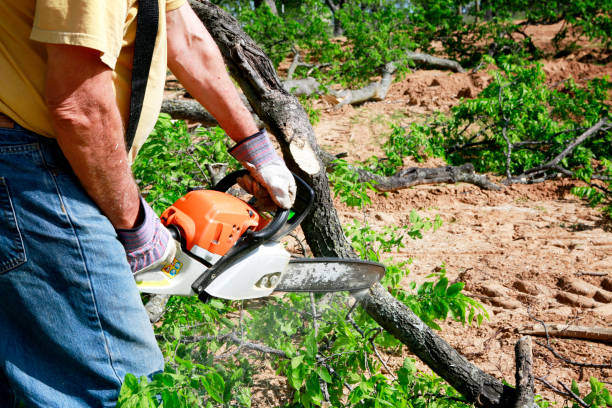 How Our Tree Care Process Works  in  Sweetwater, TN